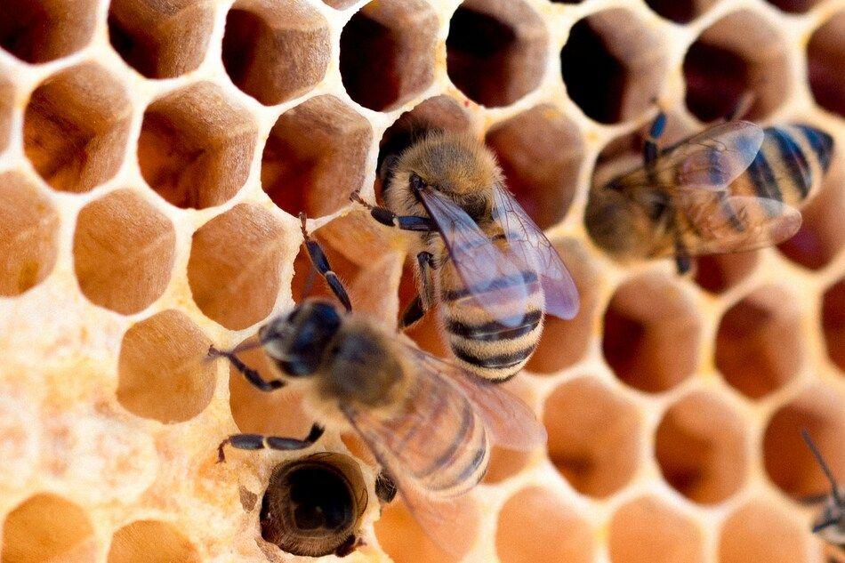 Oligofeed : 600 000 euros levés pour venir en aide aux abeilles