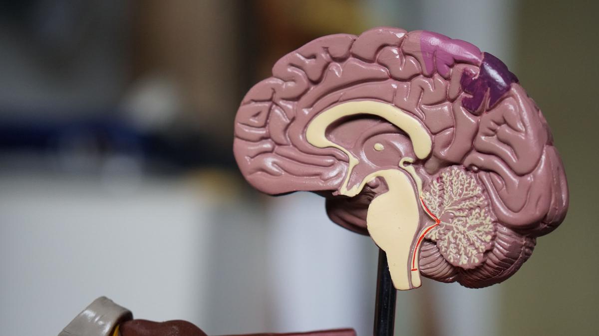 X-PRESSURE lève 4,5 millions d'euros pour améliorer le dépistage des maladies neurodégénératives