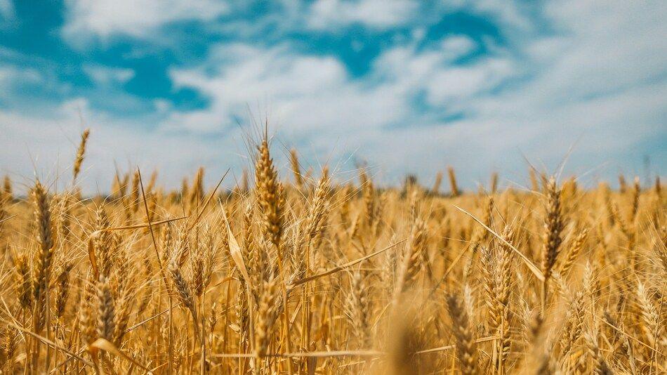 Limagrain Ingredients investit 15 millions d’euros pour développer ses protéines végétales