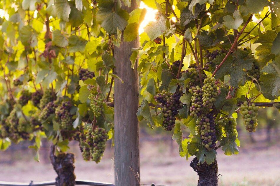 Starfish Bioscience lève 900 000 euros pour développer son biostimulant destiné aux vignes