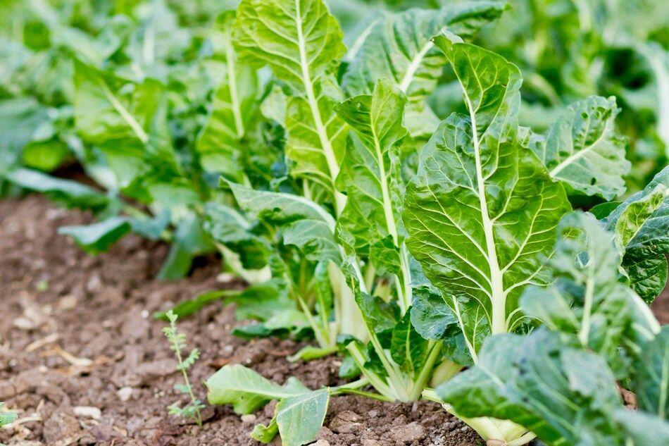 Agri Lab Leverage lève 1,6 million d'euros pour entamer sa phase d’industrialisation
