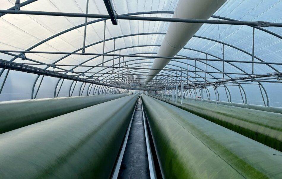 Inalve lève 2 millions d'euros pour révolutionner l'aquaculture avec ses microalgues innovantes