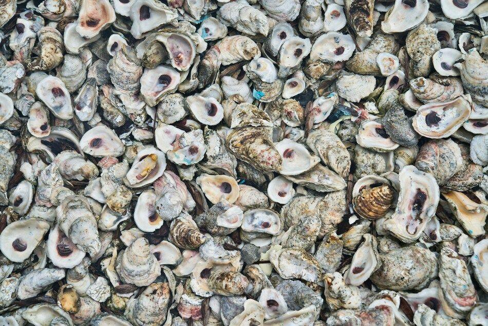 Alegina va ouvrir sa première usine de transformation de coquilles d’huîtres