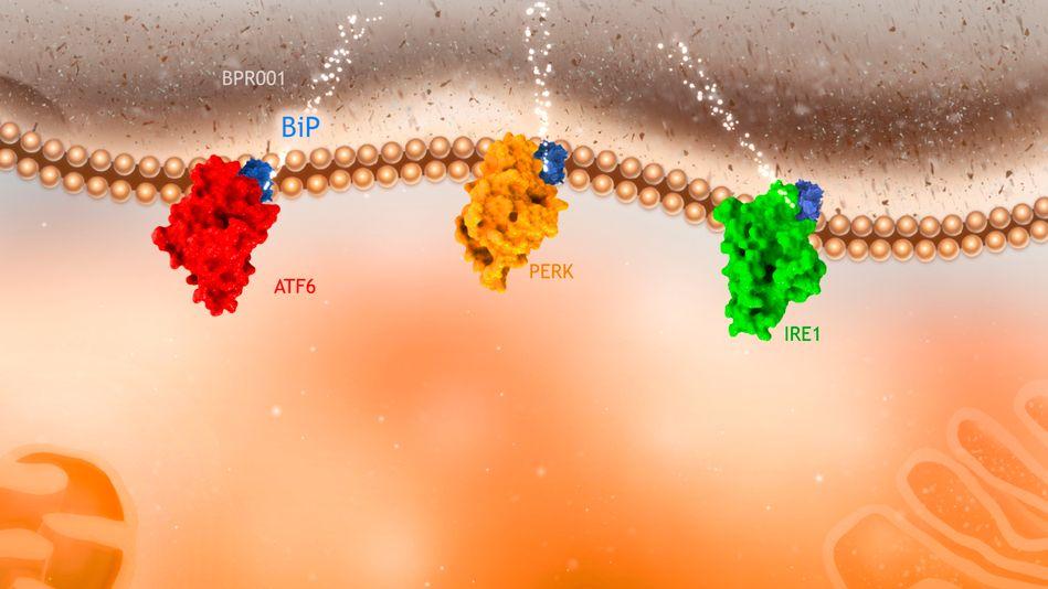 Cancers gastro-intestinaux : BiPER Therapeutics lève 800 000 €