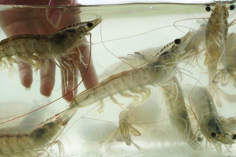 Agriloops lève 13 millions d’euros pour produire des gambas locales et durables