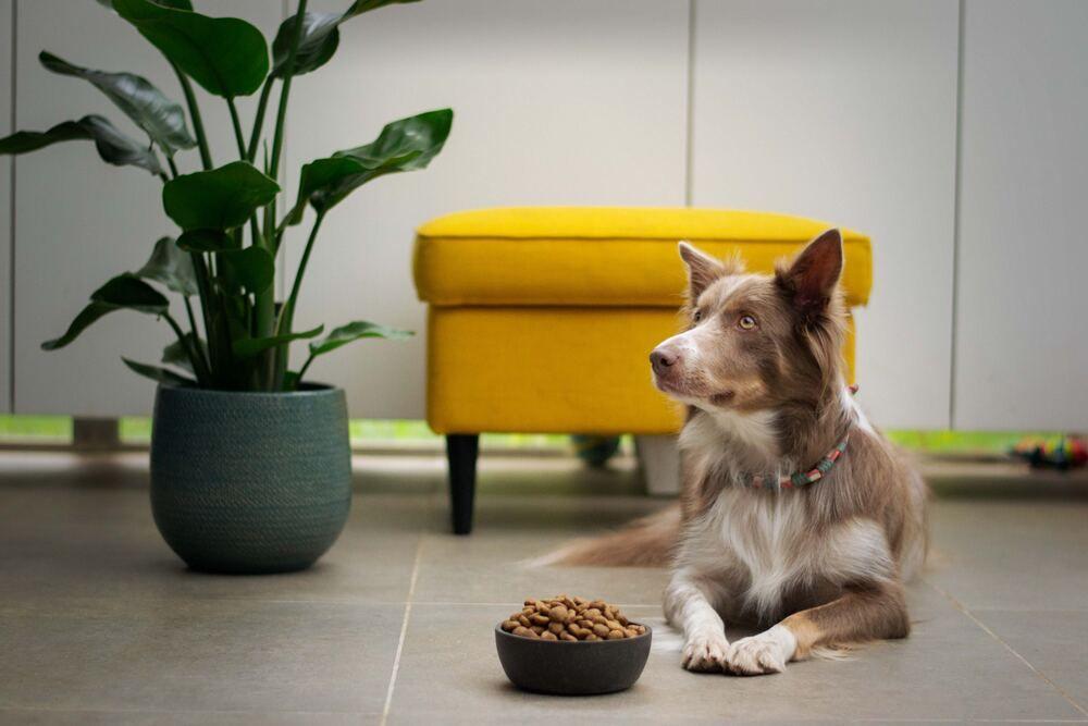 PAI Partners rachète Alphia pour plus d’un milliard de dollars et se renforce dans la pet food aux États-Unis