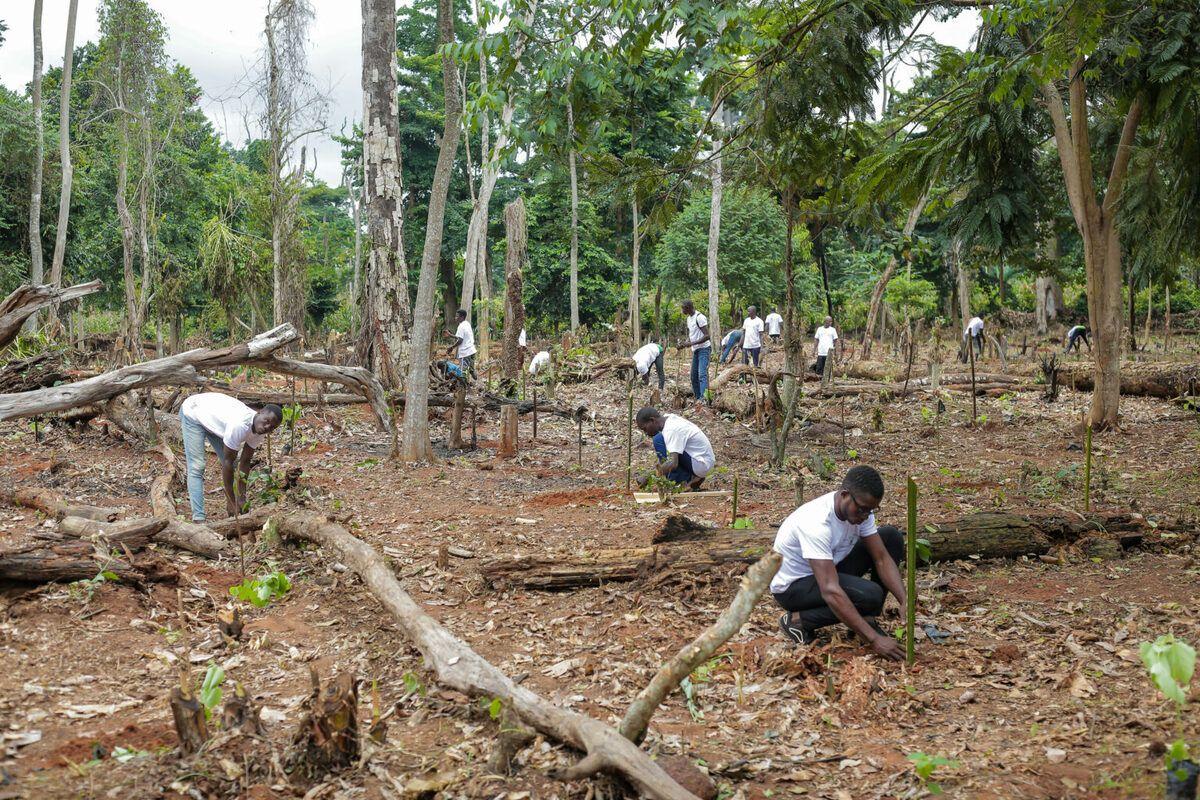 aDryada lève 10 millions d’euros pour étendre ses projets de reforestation