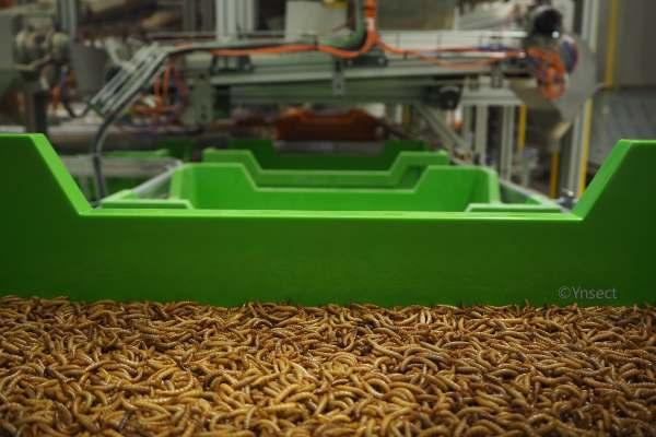 Ÿnsect acquiert l’entreprise américaine de vers de farine Jord Producers
