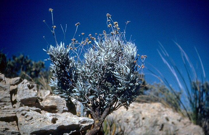GuaTecs mise sur le guayule pour créer du latex naturel