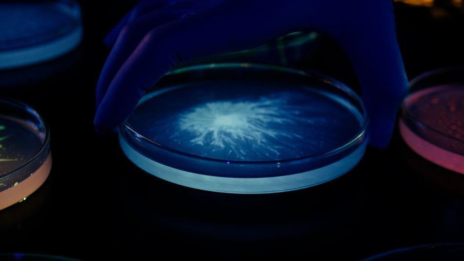 L'Oréal renforce son expertise en microbiome avec l'acquisition de Lactobio