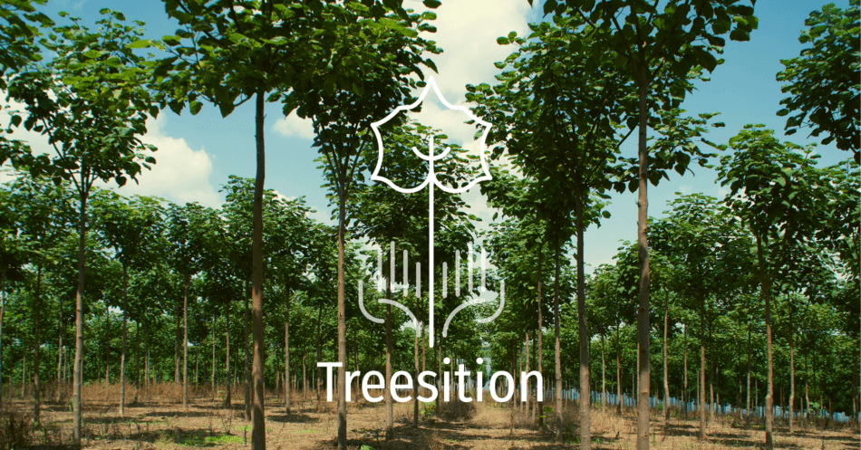 Treesition : faire pousser une épargne en plantant des arbres