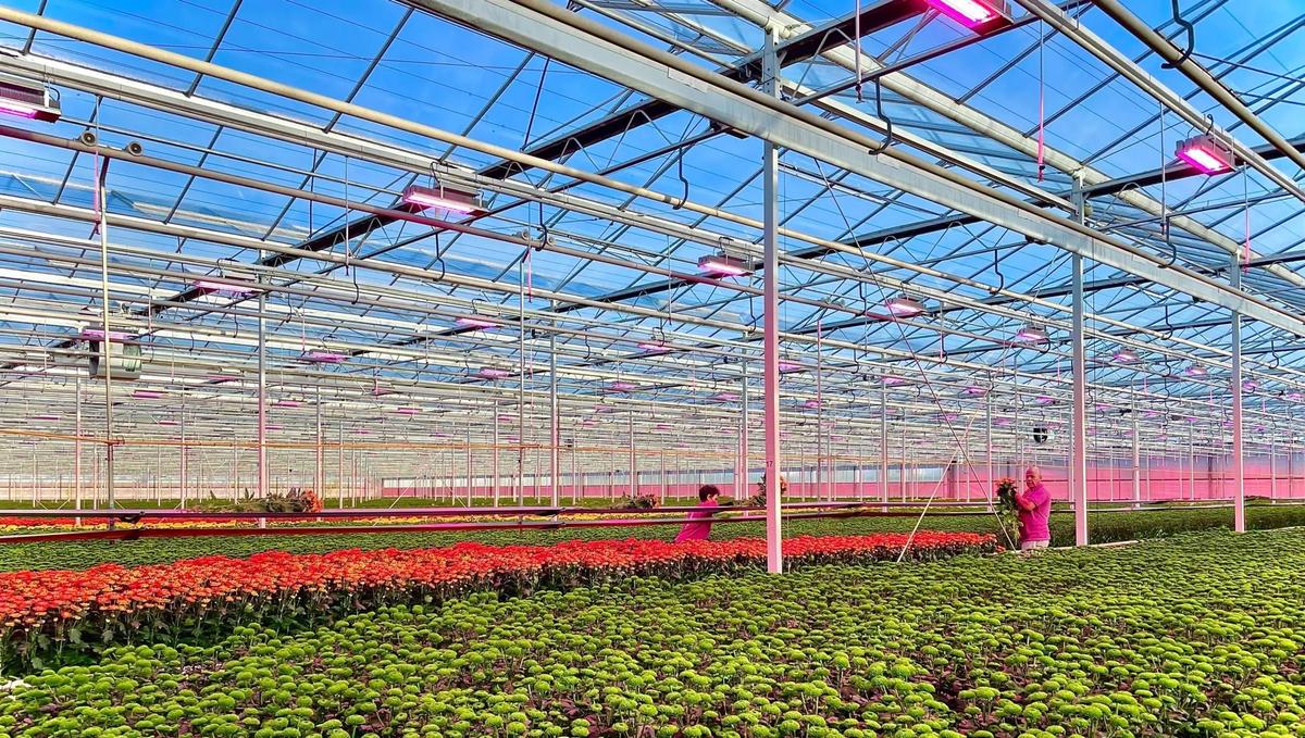 Red Horticulture lève 17 M€ pour ses éclairages photobiologiques de serre
