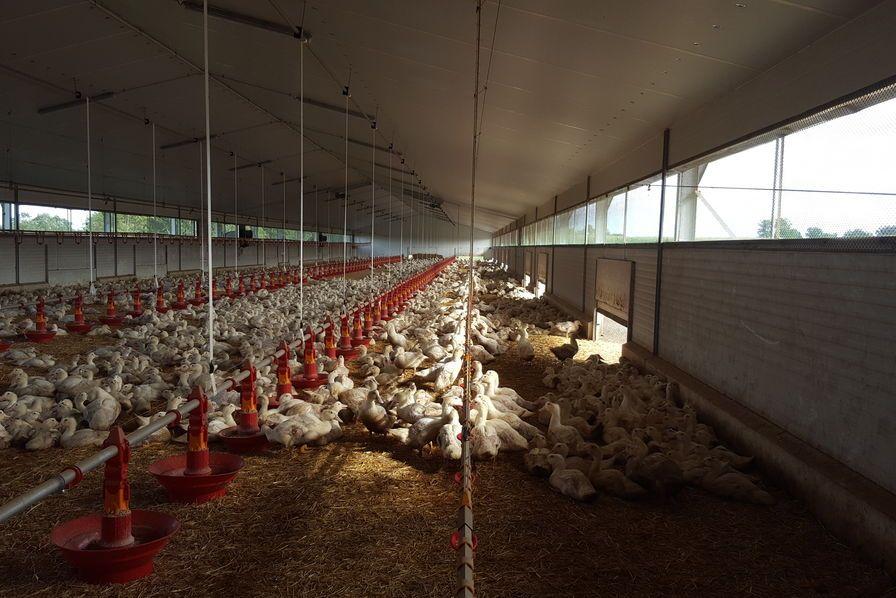 La France choisit Boehringer Ingelheim pour la vaccination contre la grippe aviaire
